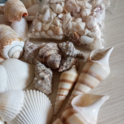 Natural seashell collection, various sizes and shapes, 2kg