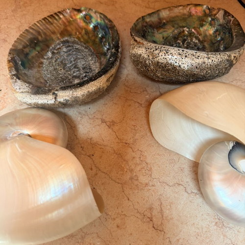 Large Abalone and Nautilus Shells for Decoration, new