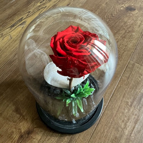 Forever rose used, red