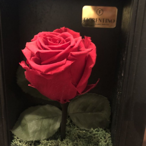 Fiorentino Natura a Casa Forever Rose in Black Frame