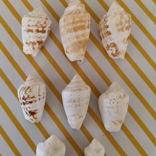 Jar with natural seashells like new
