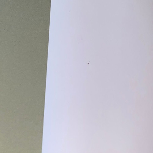 Iggy Pop official promo photo by Michael Lavine like new