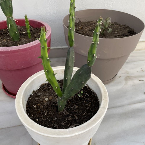 Cactus medium size in pot new
