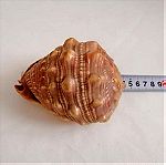  ΚΟΧΥΛΙΑ Natural Big Sea Shells Snail Wanbao Conch Helmet shell