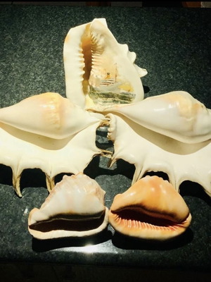 Decorative seashells set of 5 with handmade ship painting, beige brown