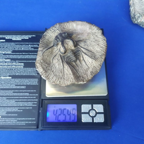 Trilobite display models set of 3, synthetic material, Moroccan