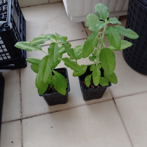Krishna Tusli holy basil plant new