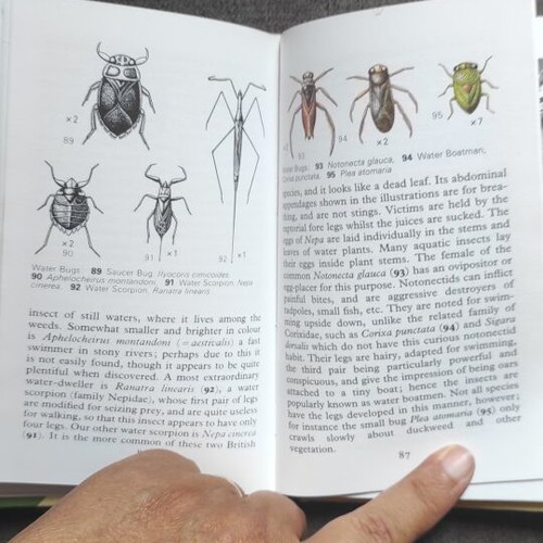 Insects by E.F. Linssen Penguin Observers pocket size like new