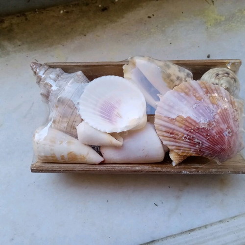 Decorative seashells new, assorted on bamboo base 15x8cm