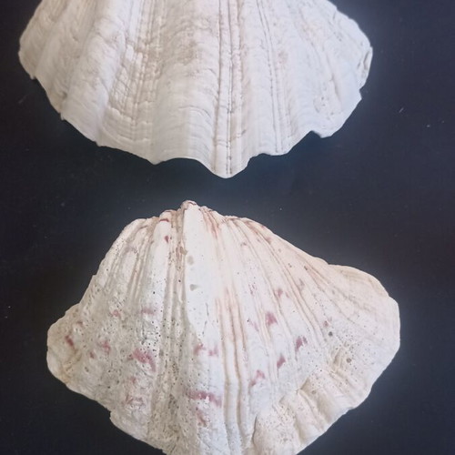 Set of 2 Decorative Natural Seashells Hippopus hippopus like new