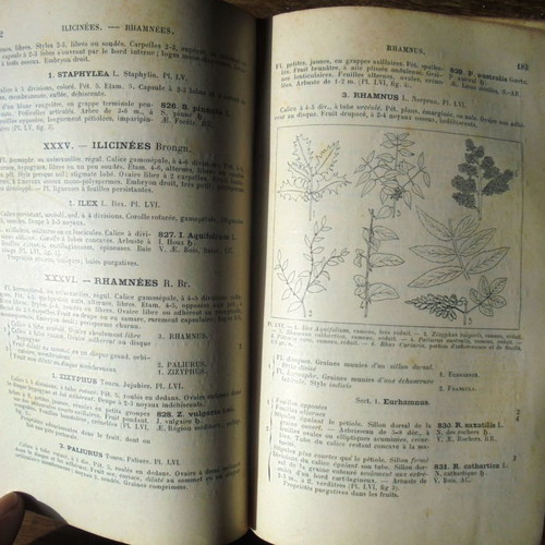 Flora of France Flore De La Région Méditerranéenne De La France 1904
