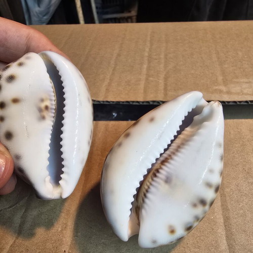 Set of 2 Purple Top Tiger Cowrie decorative shells