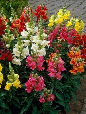 Antirrhinum Majus Nanum Snapdragon flower seeds, multicolored, pack of 20
