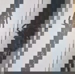 Επαγγελματικό ψαλίδι μαλλιων για μπούκλες