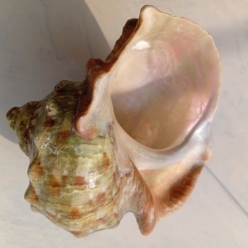 Pearl turban sea shell like new, size 16/16 cm