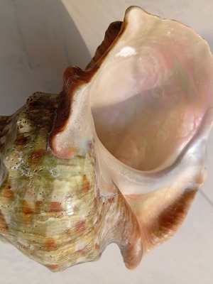 Pearl turban sea shell like new, size 16/16 cm