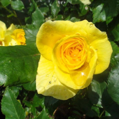 Yellow Rose Exotic Flowering Plant Seeds, pack of 25
