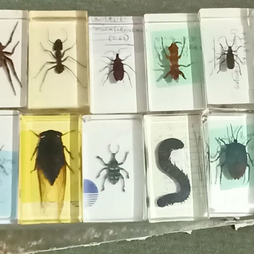Insecticide Collection 11 Different Specimens with Latin Names
