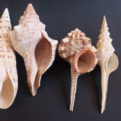 Collectible natural exotic seashells set of 4 pieces like new