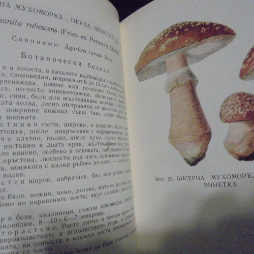 Old book "Poisonous Mushrooms and Their Edible Lookalikes" by Dimitar Gruev