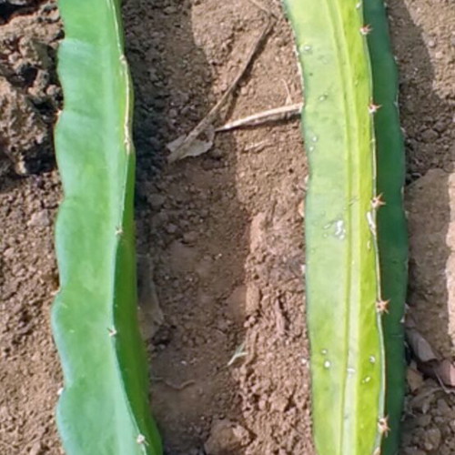 Dragon Fruit Cuttings new, 15-20 cm length