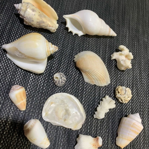 Shells pack like new, unique one by one for decoration