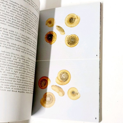 A Field Guide in Colour to Molluscs by Václav Pfleger like new