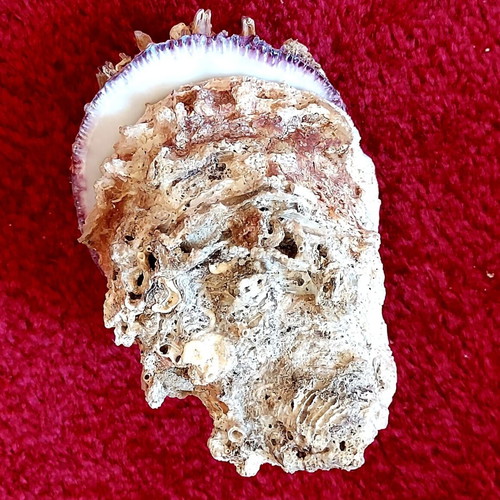 Spondylus Gaederopus Seashell used, Mediterranean bivalve