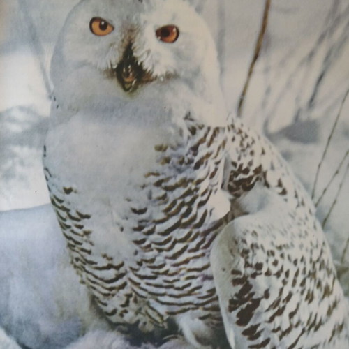 The Wonders of the Animal World like new