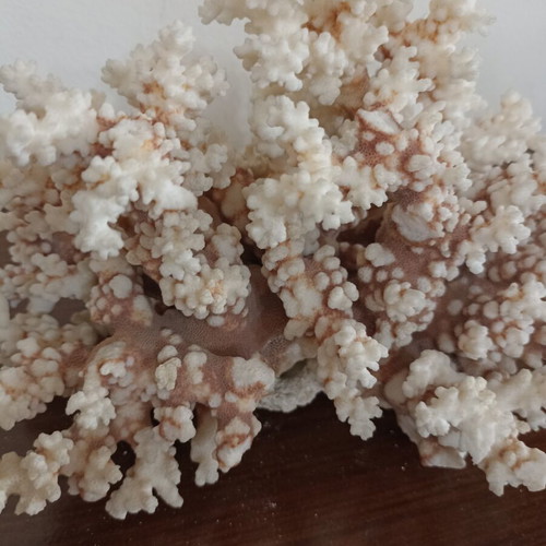 Vintage large natural white coral decor