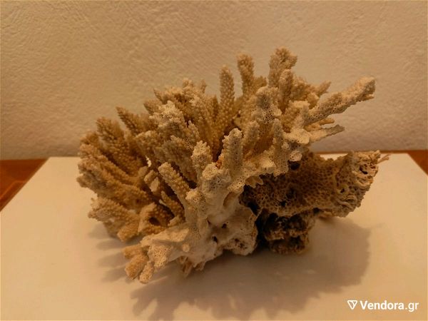  korali diakosmitiko