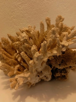 Decorative coral used, sea coral