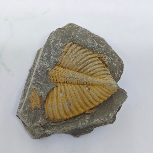 Trilobite Fossil in Natural Shale Rock like new