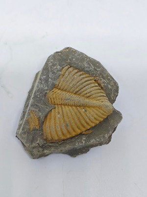 Trilobite Fossil in Natural Shale Rock like new