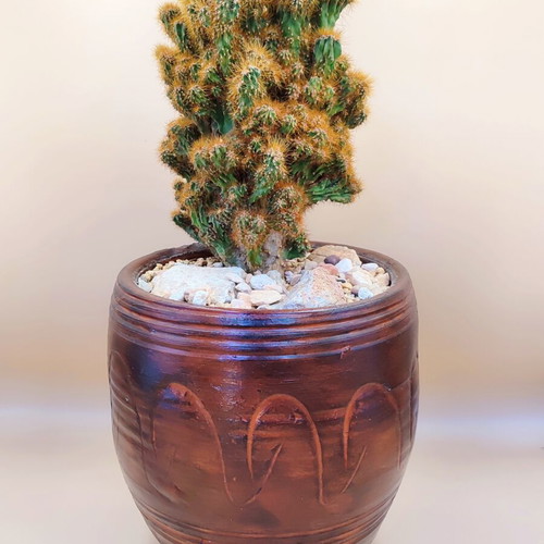 Cereus Peruvianus Monstrosus cactus in ceramic pot new