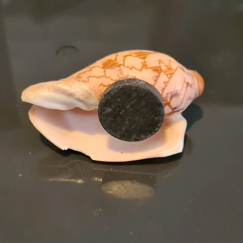 Souvenir shell magnet from Lefkada like new