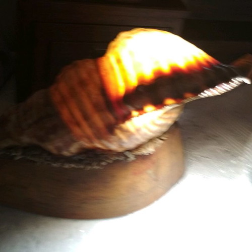 Vintage shell lamp used with wooden base