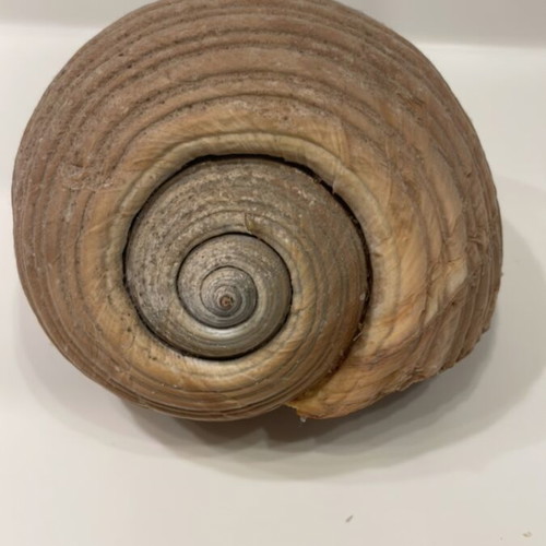 Tonna Galea shell new, 13x16x19cm unprocessed