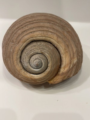 Κοχύλι Τόννα (Tonna Galea) καινούργιο, 13x16x19εκ χωρίς επεξεργασία