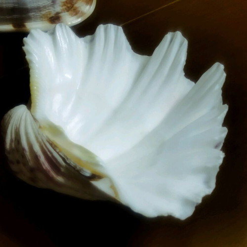 3 Large shells. (1) basil. AUTHENTIC