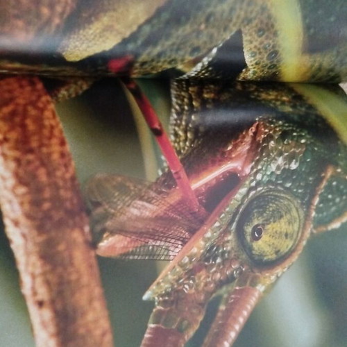 The Crocodile and the World of Reptiles like new, Greek edition