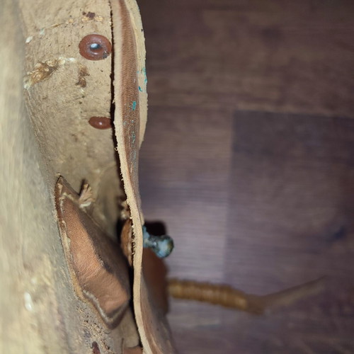 Holster used, old