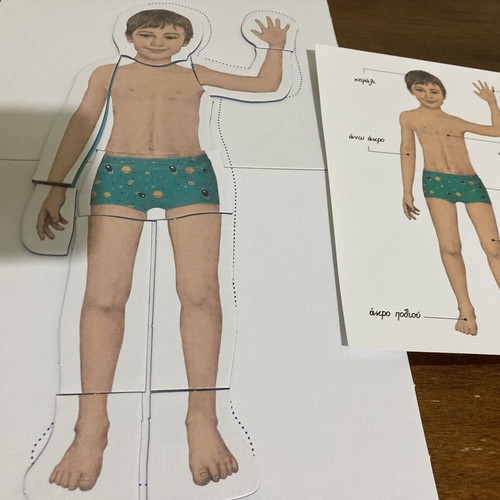 Montessori The Human Body educational puzzle used