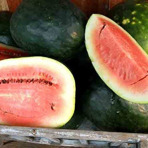 Black Diamond watermelon seeds, pack of 20, traditional variety