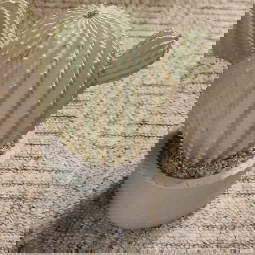 διακοσμητικός κάκτος με μπαταρια