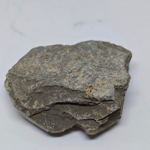 Trilobite Fossil in Natural Shale Rock like new