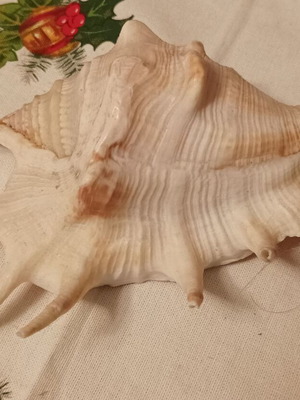 Όστρακο spiny sea shell σαν καινούργιο, 20 εκατ.