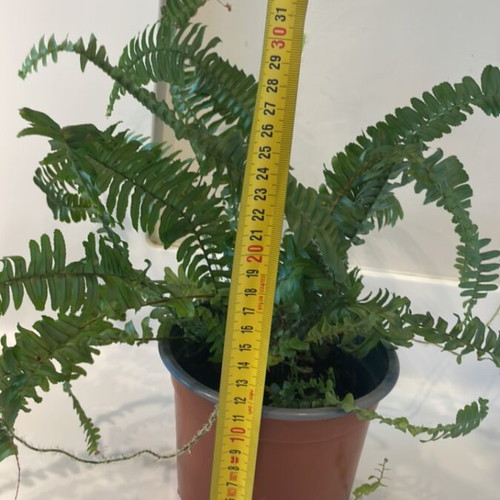 Fern plant for indoor or outdoor use new