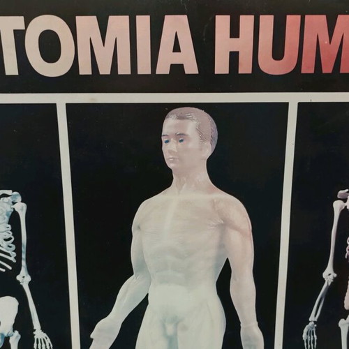 Human anatomy educational toy vintage new by Serima