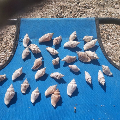 Seashells used, over 100, with seahorse and starfish